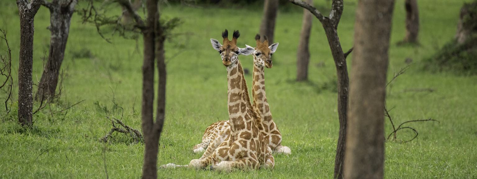 2 giraffe sat on ground Lake Mburo UTB
