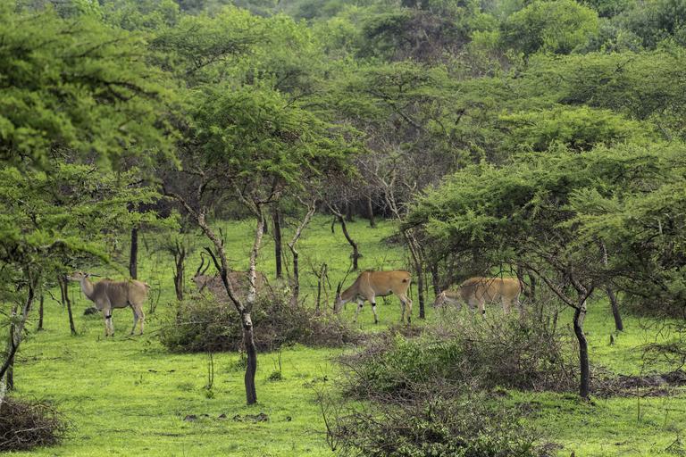 Antelope in vegetation Lake Mburo UTB