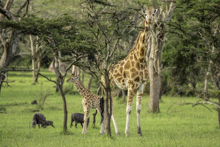 Giraffe mum and baby Lake Mburo UTB