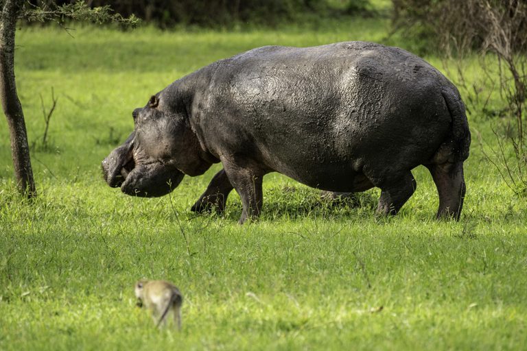 Hippo walking Lake Mburo UTB