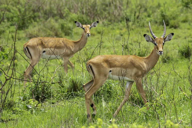 Impala Lake Mburo UTB