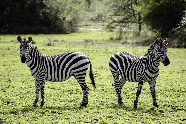 Zebra Lake Mburo UTB