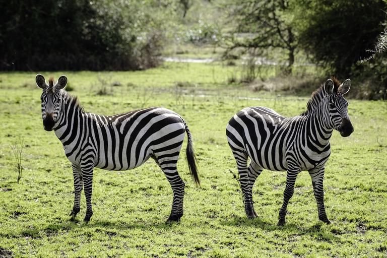 Zebra Lake Mburo UTB
