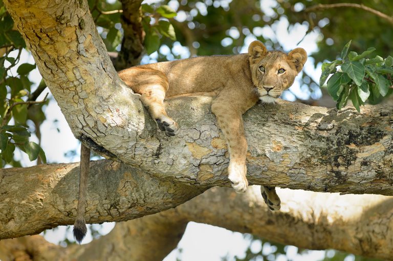 Lion on tree branch Uganda SS