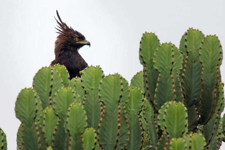 Long Crested Eagle Uganda SS