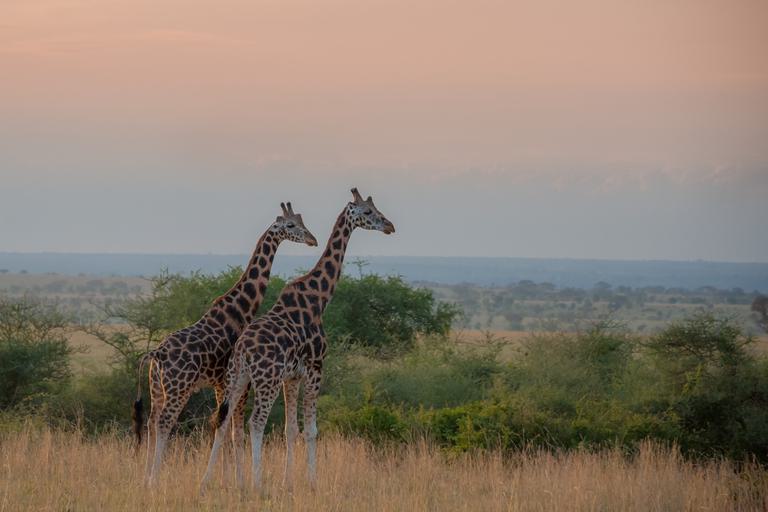 2 Giraffe walking at Murchison Falls NP SS