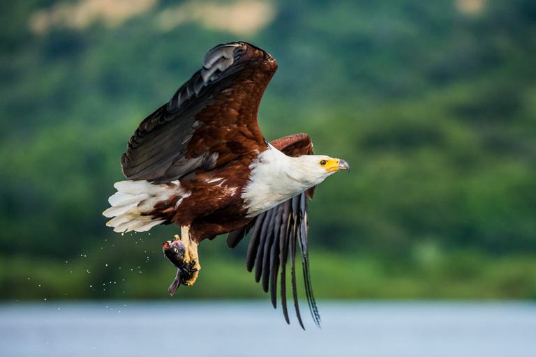 Murchison Falls African fish eagle SS