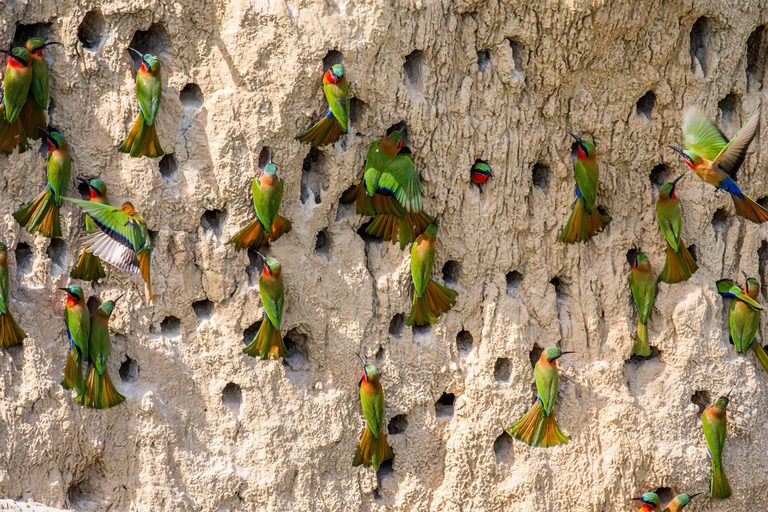 Murchison Falls Carmine Bee eaters Birds SS