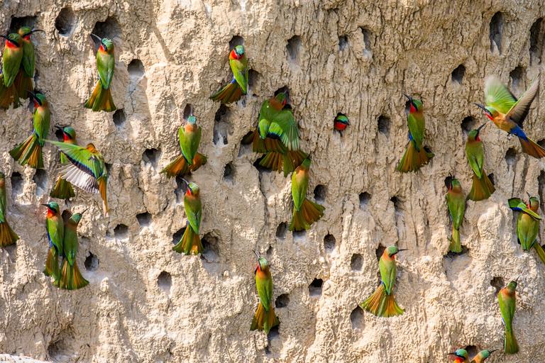 Murchison Falls Carmine Bee eaters Birds SS