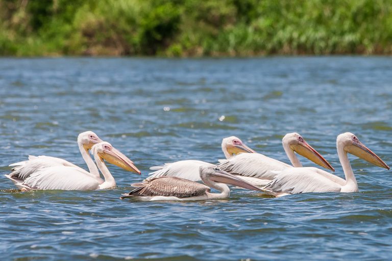 Pelicans on river Uganda SS