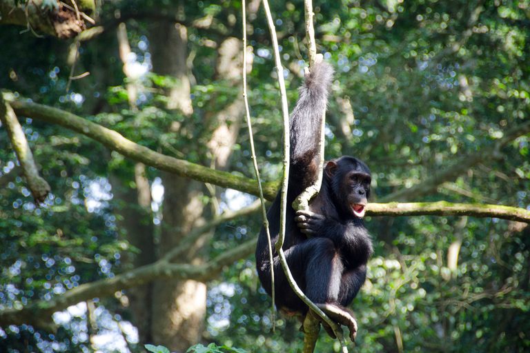 Kyambura Gorge Chimpanzee climbing SS