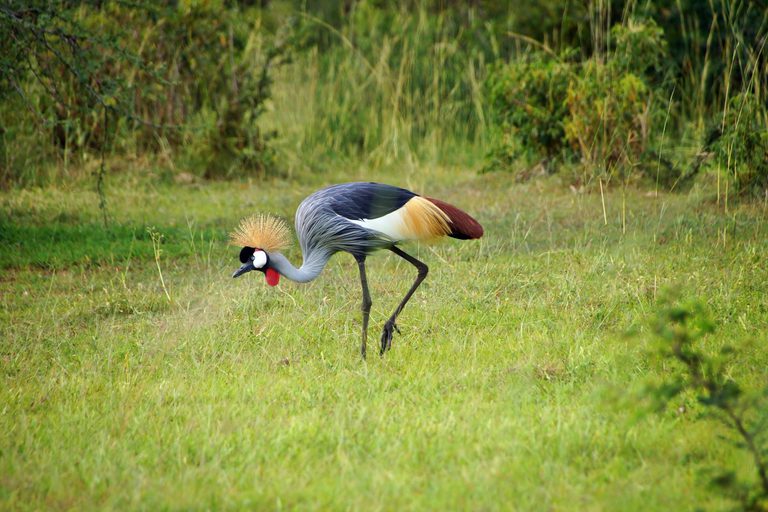 Queen Elizabeth NP Crowned crane SS