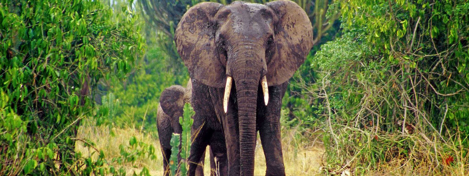 Queen Elizabeth NP Elephant walking down track SS