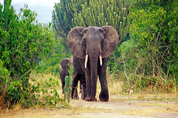 Queen Elizabeth NP Elephant walking down track SS