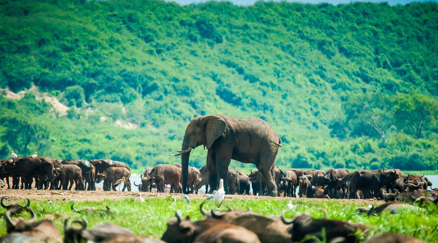 Queen Elizabeth NP Elephants SS