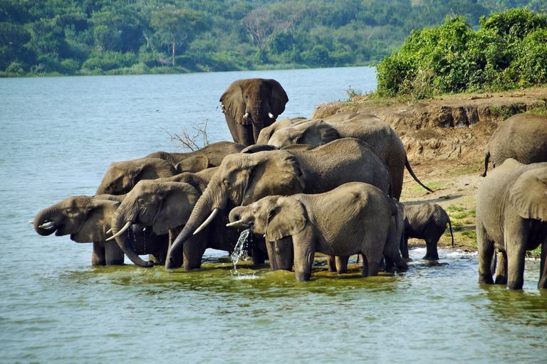 Queen Elizabeth NP Elephants bathing SS