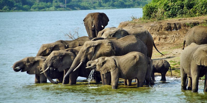 Queen Elizabeth NP Elephants bathing SS