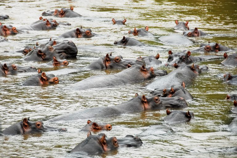 Queen Elizabeth NP Ishasha river Hippos SS