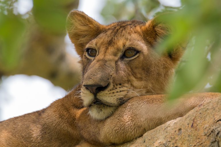 Queen Elizabeth NP Lion close up SS