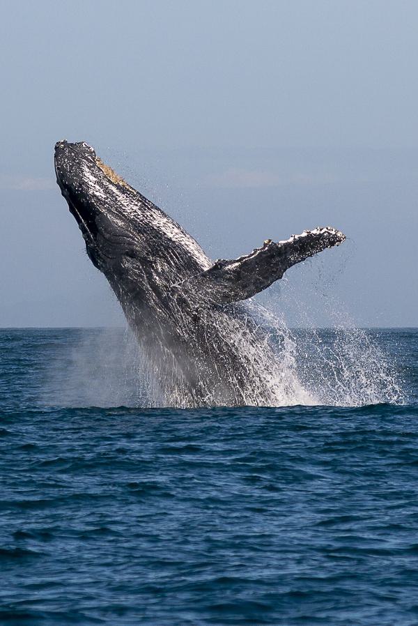 Whales breach Manafiafy Card