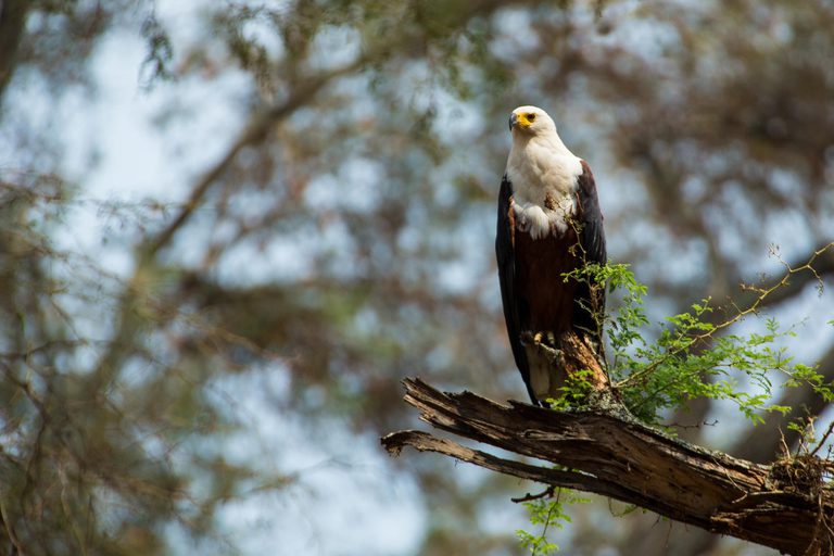 Anabezi Camp African Fish Eagle