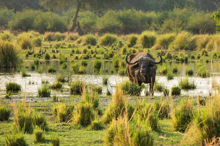Anabezi Camp Buffalo