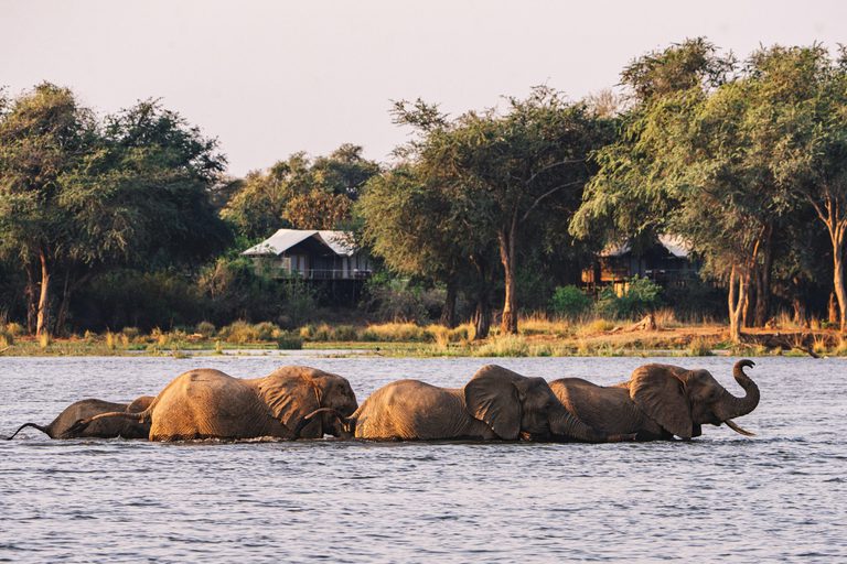 Anabezi Camp elephants in river outside camp
