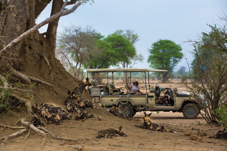 Anabezi Camp game drive wild dogs