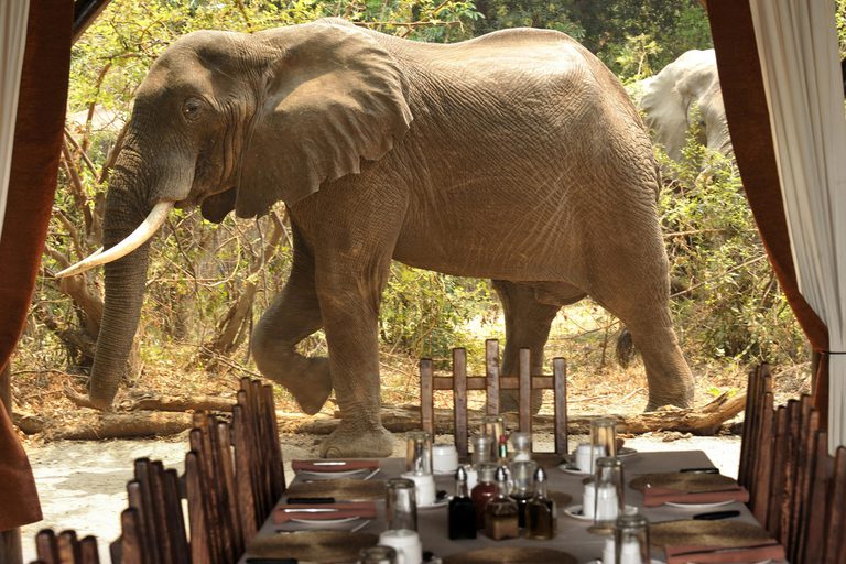Chiawa Camp dining tent with elephant visitor