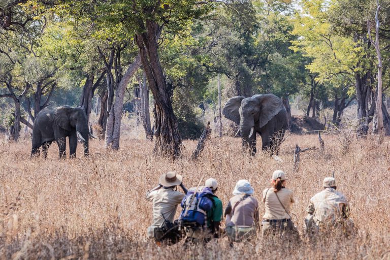 Chikoko Tree Camp Walking Safari