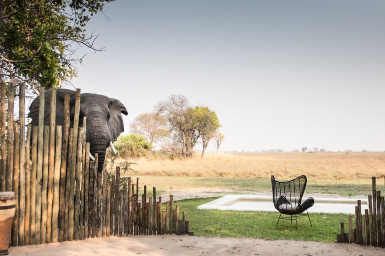 Chisa Busanga Elephant at Pool