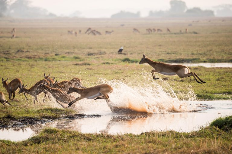 Chisa Busanga Leaping Lechwe