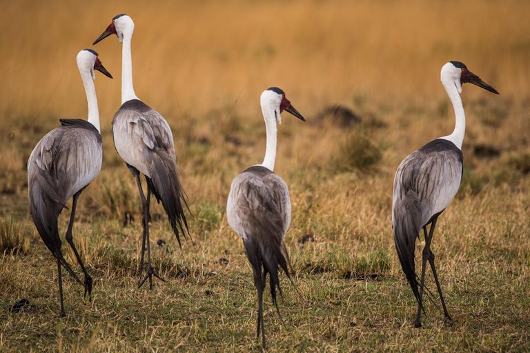 Chisa Busanga Wattled Crane