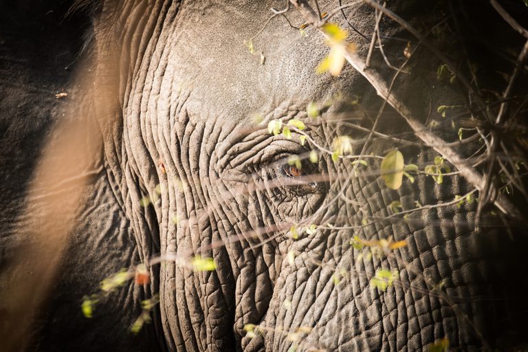 Chisa Busanga elephant eye close up