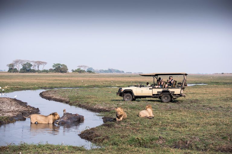 Chisa Busanga game drive lion