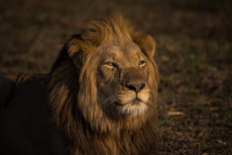 Chisa Busanga lone lion