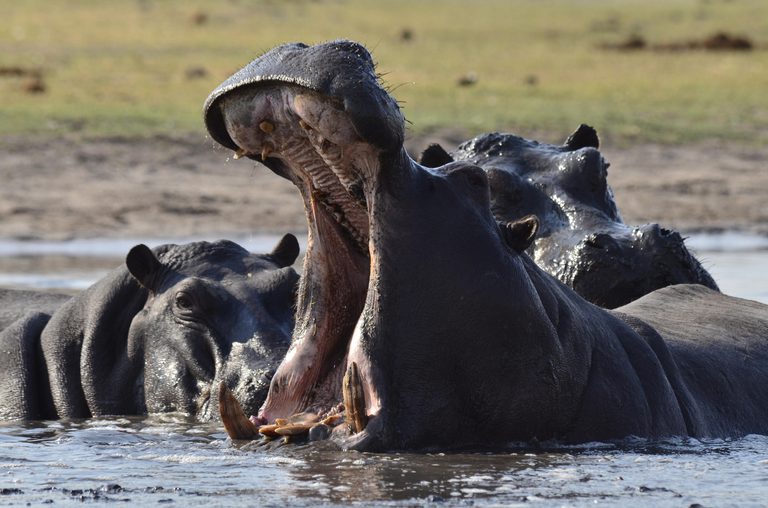 Chundukwa River Lodge Hippo Yawn