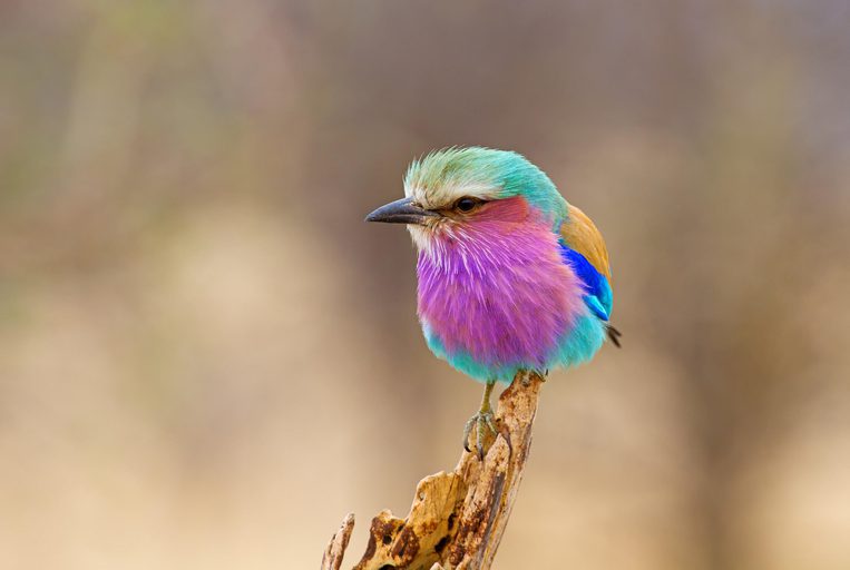 Chundukwa River Lodge Lilac breasted Roller