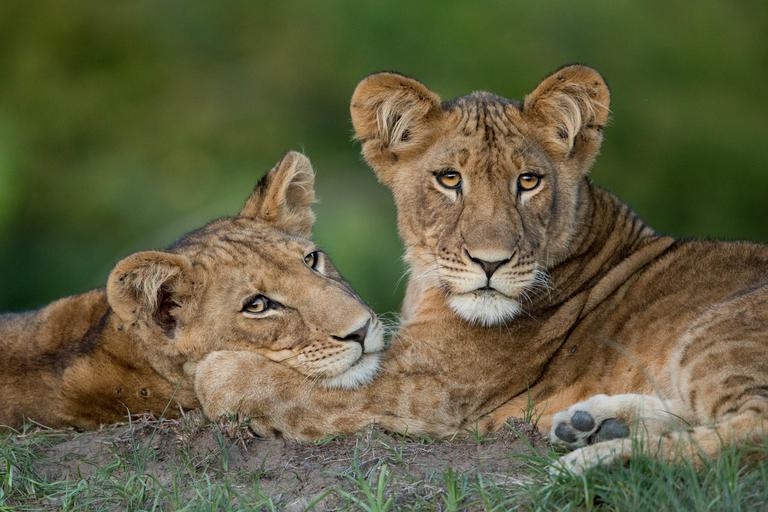 Ila Safari Lodge Lion cubs