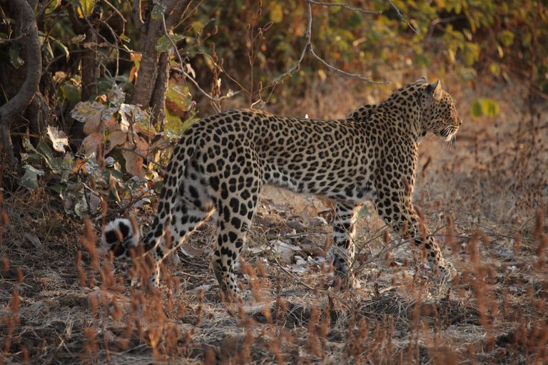 Island Bush Camp leopard walking