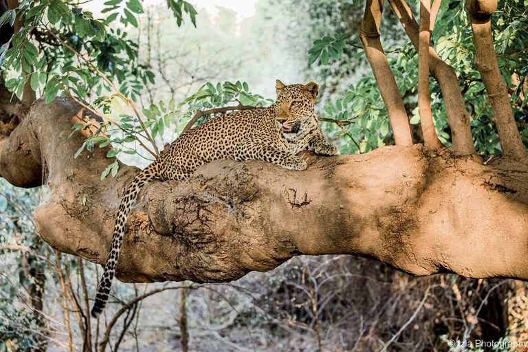 Kafunta River Lodge Leopard on tree