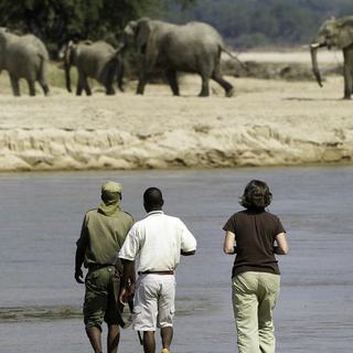Kapamba Bush Camp walking safari elephants