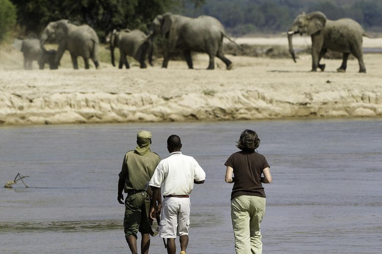 Kapamba Bush Camp walking safari elephants