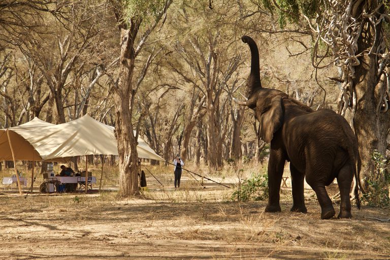 Kutali Camp elephant