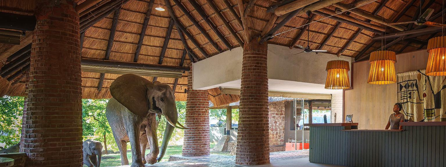 Mfuwe Lodge elephant in reception