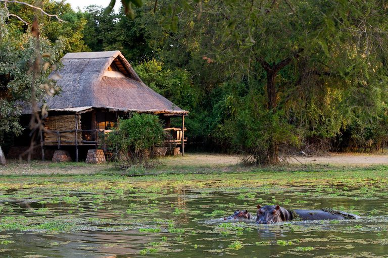 Mfuwe Lodge hippo in river