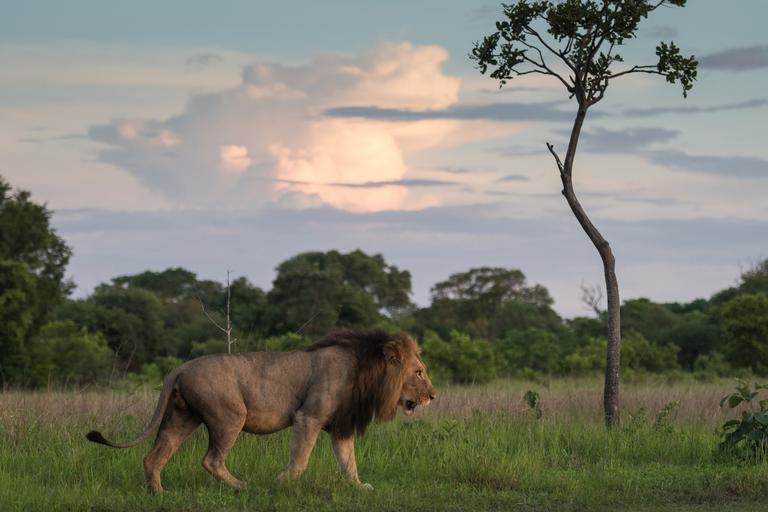 Musekese Lion walking