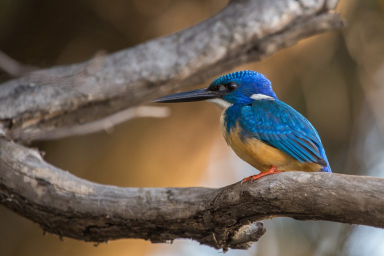 Musekese birdlife
