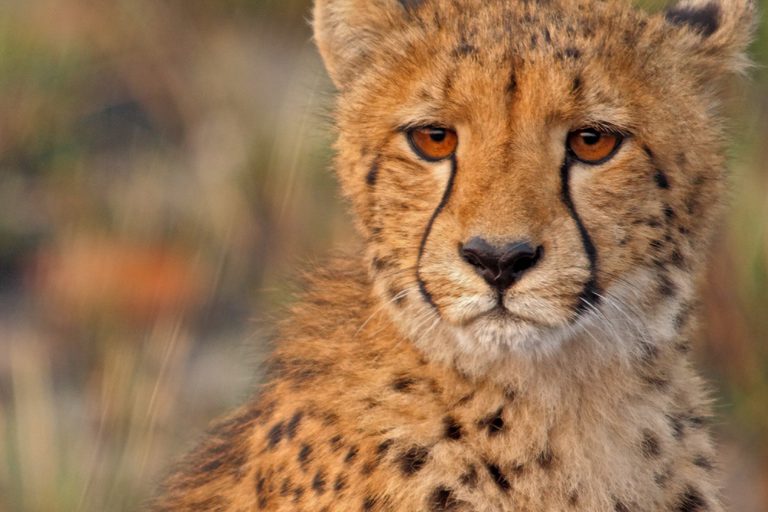 Musekese cheetah close up