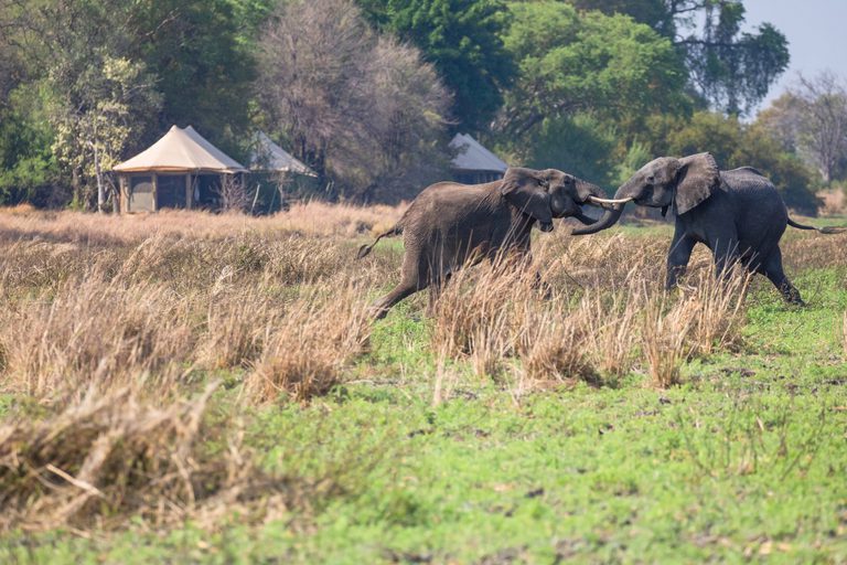 Musekese elephants fighting outside camp